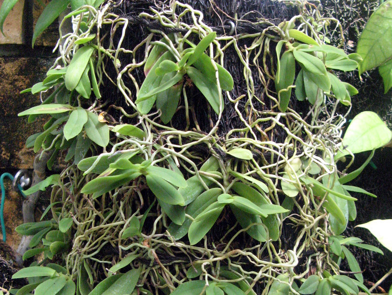 Gastrochilus japonicus