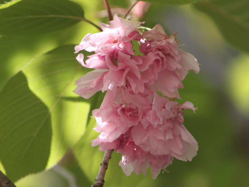 Prunus 'Kanzan'