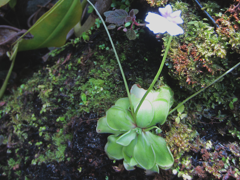 butterwort