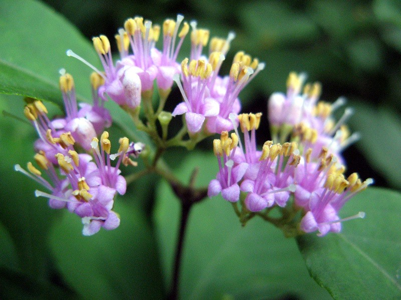 Japanese beautyberry