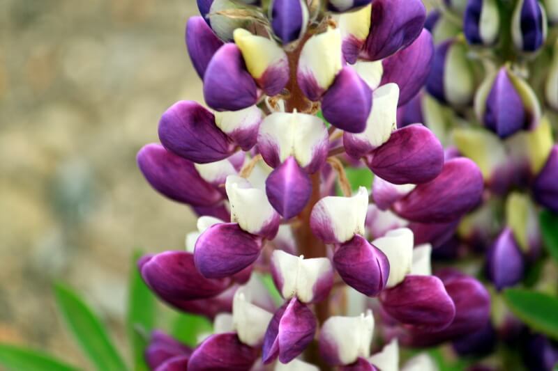 Garden lupin