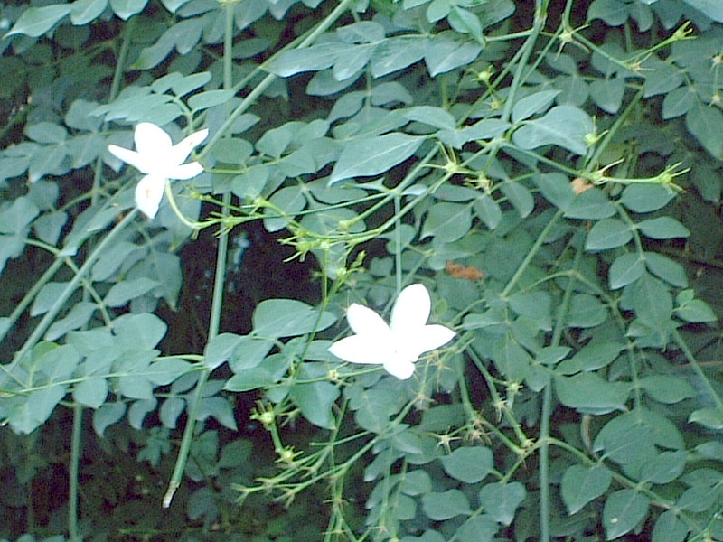 ソケイ Jasminum Grandiflorum かぎけん花図鑑