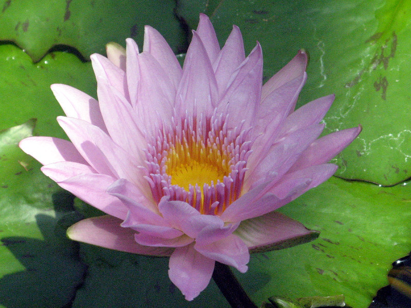 Water lily