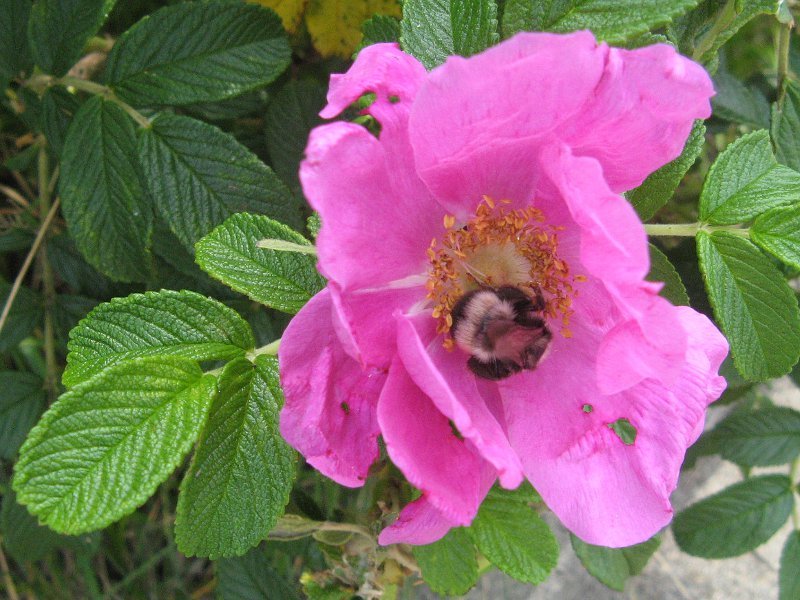 Rosa rugosa