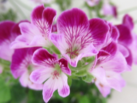 Pelargonium