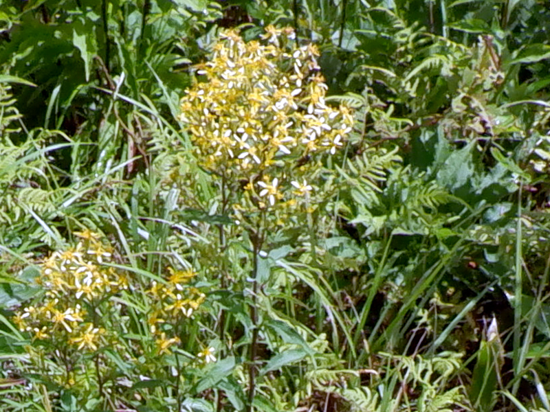 Goldenrod