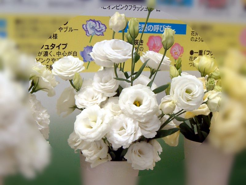 Eustoma grandiflorum