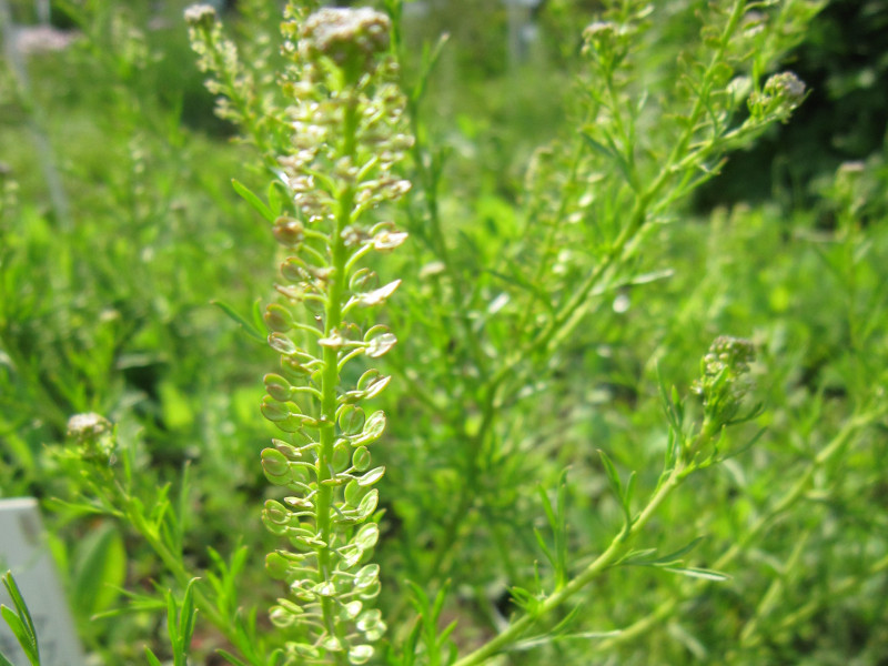 キレハマメグンバイナズナ Lepidium Bonariense かぎけん花図鑑