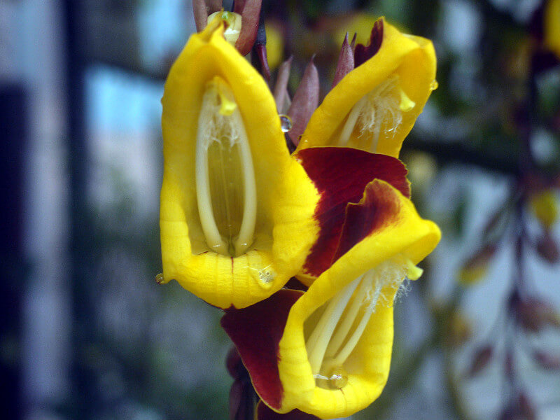 ツンベルギア・マイソレンシス | Thunbergia mysorensis | かぎけん花図鑑