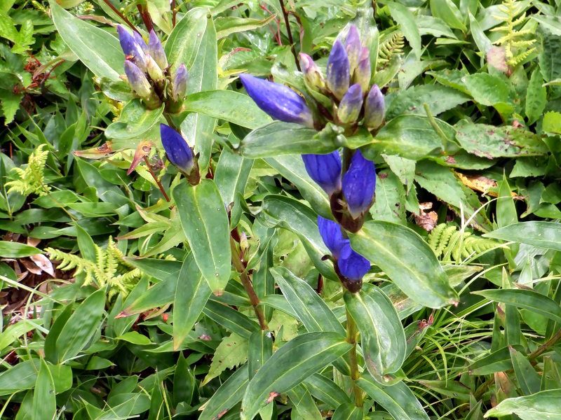Pasture Gentian