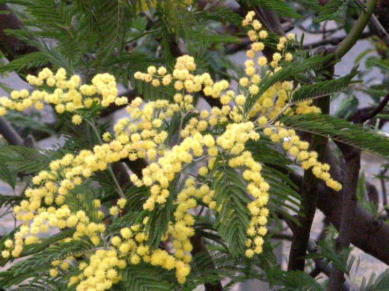 Acacia dealbata