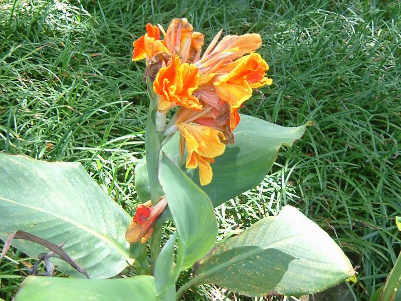 カンナ Canna Indica Hybrid かぎけん花図鑑