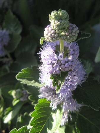 Caryopteris incana