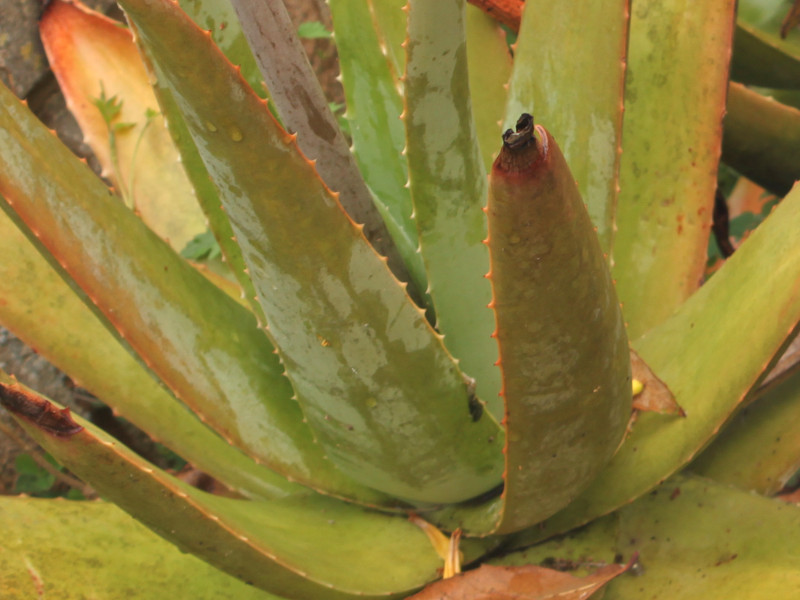 アロエベラ Aloe Vera かぎけん花図鑑