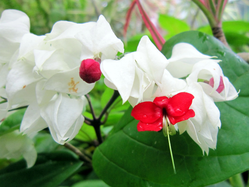 Harlequin glory bower