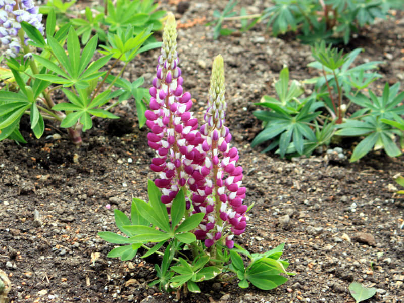 Garden lupin