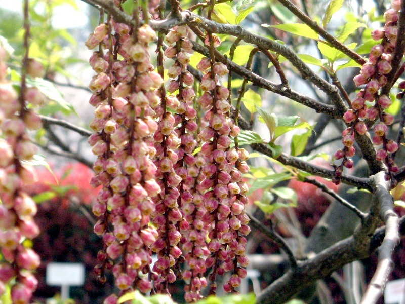 キブシ Stachyurus Praecox かぎけん花図鑑