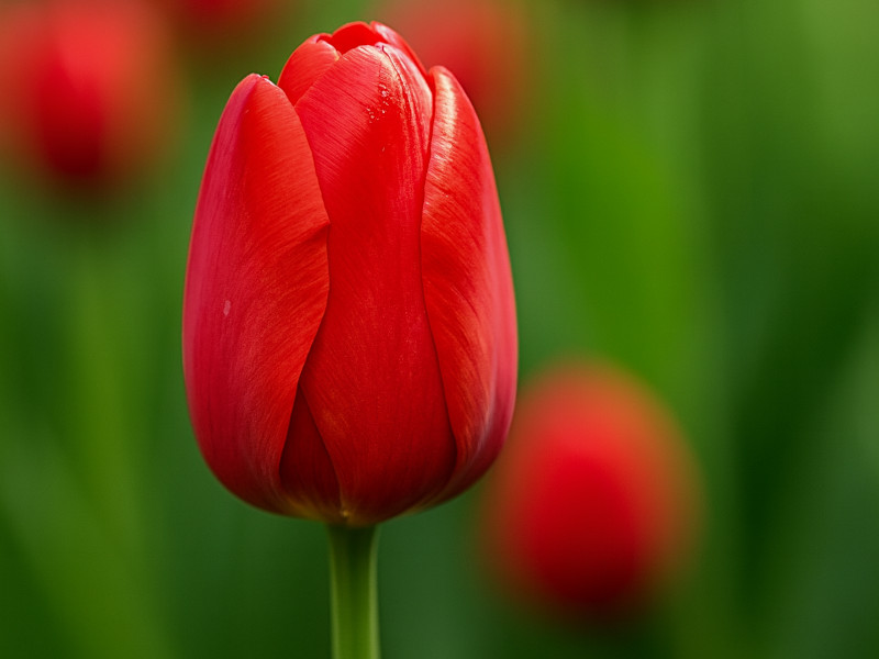 Tulip