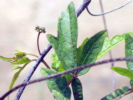 Ampelopsis japonica