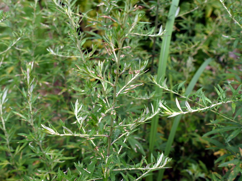 Artemisia princeps