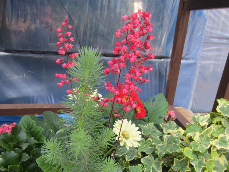 Heuchera sanguinea