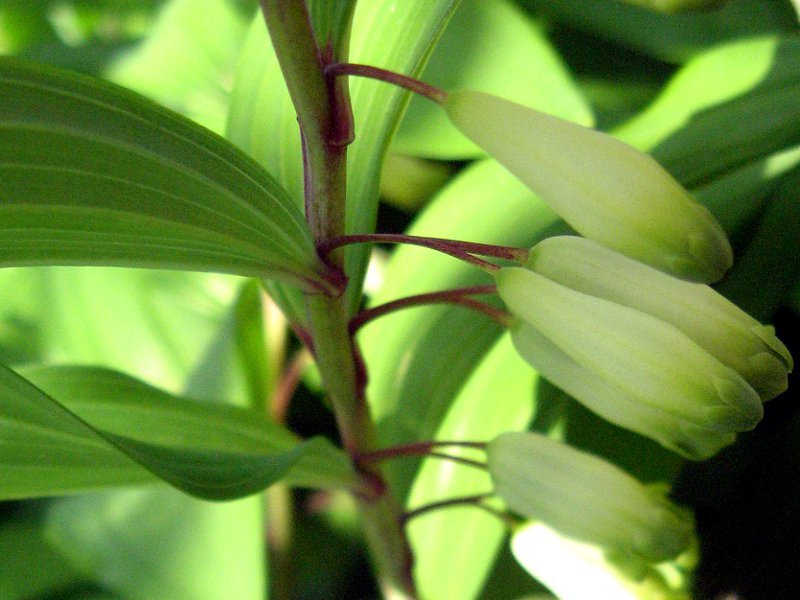 アマドコロ Polygonatum Odoratum かぎけん花図鑑