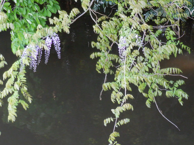 Wisteria brachybotrys