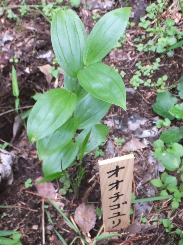 Disporum viridescens