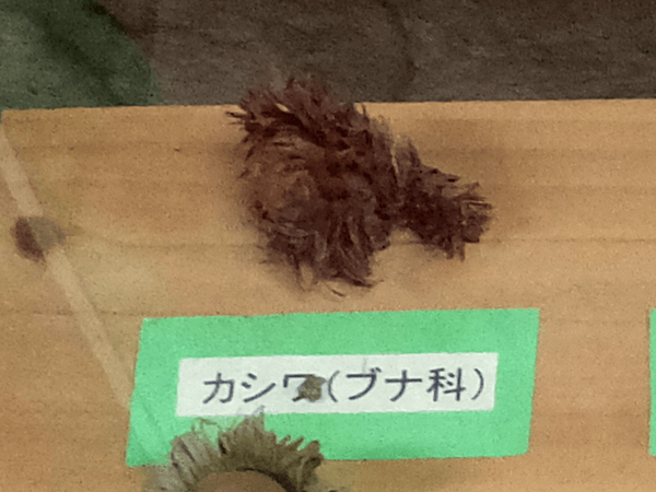 Daimyo oak