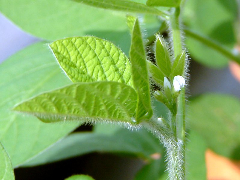 Soybean