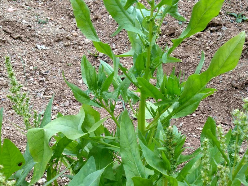 ホウレンソウ Spinacia Oleracea L かぎけん花図鑑