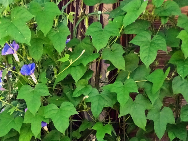 Variegated morning glories 'Aotsunebaaomaruzaki'