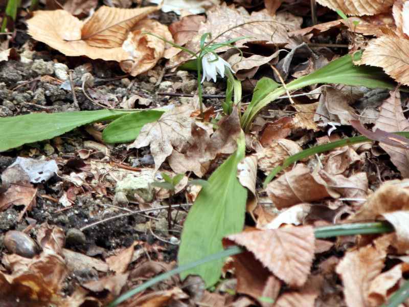 Fritillaria japonica