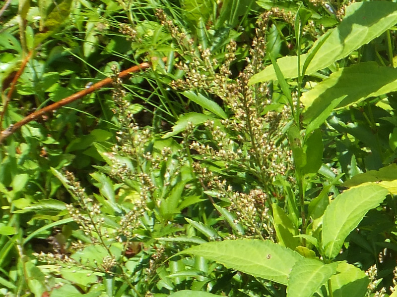 Collinsonia japonica