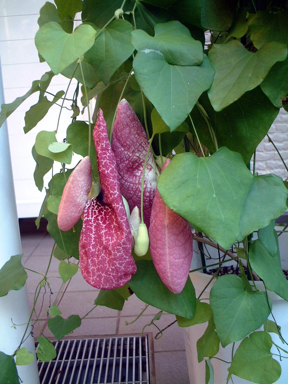 パイプカズラ Aristolochia Littoralis かぎけん花図鑑