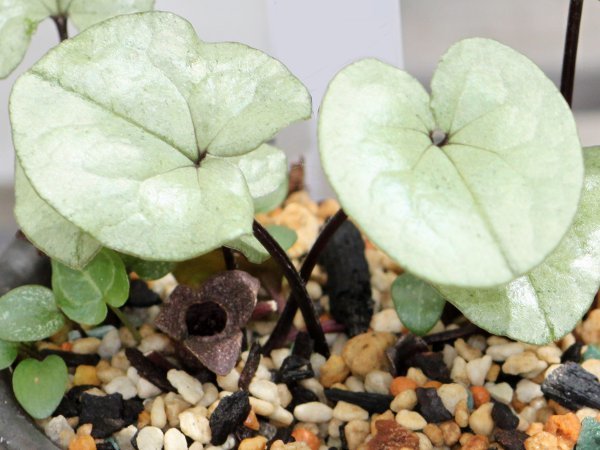 Asarum nipponicum 'Silver leaf'