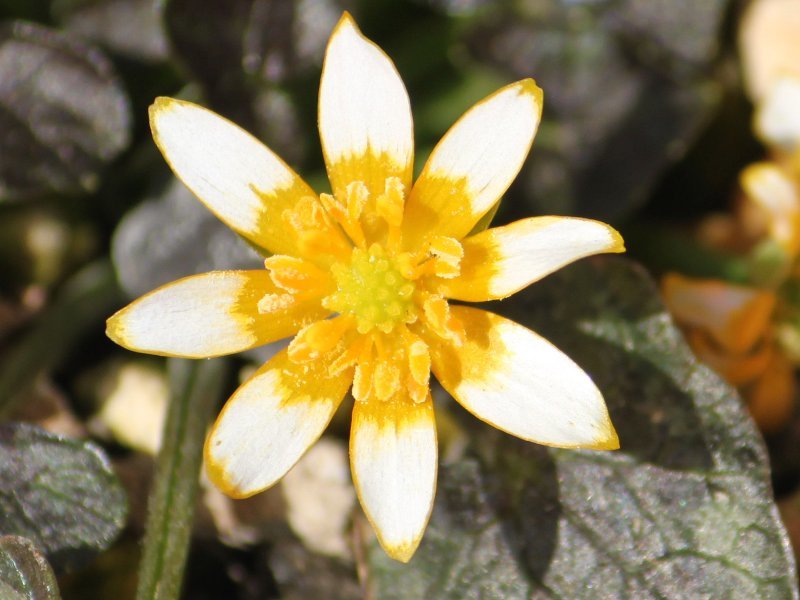 Ranunculus Coppernob