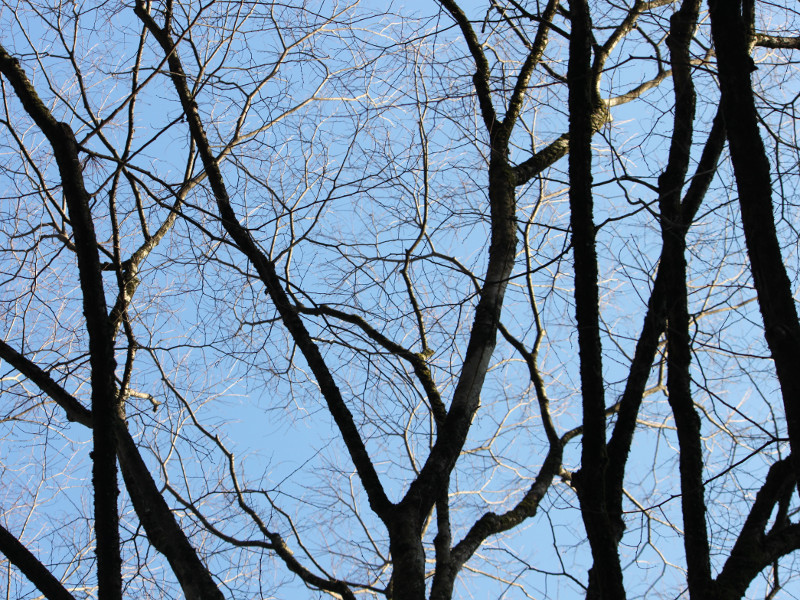 ケヤキ Zelkova Serrata かぎけん花図鑑