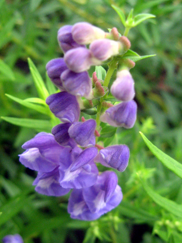 黄芩