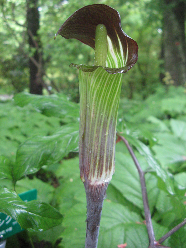 Jack in the pulpit