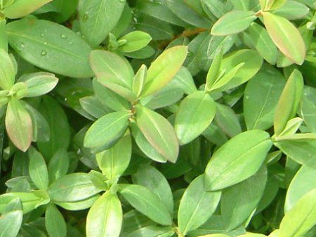 Hypericum calycinum