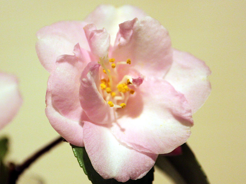 Camellia japonica 'Pink Popcorn'