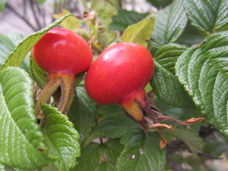 Rosa rugosa