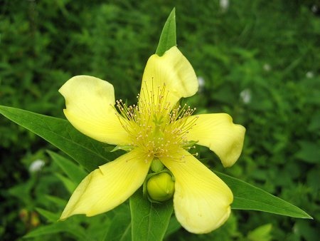 Great St. Johnswort