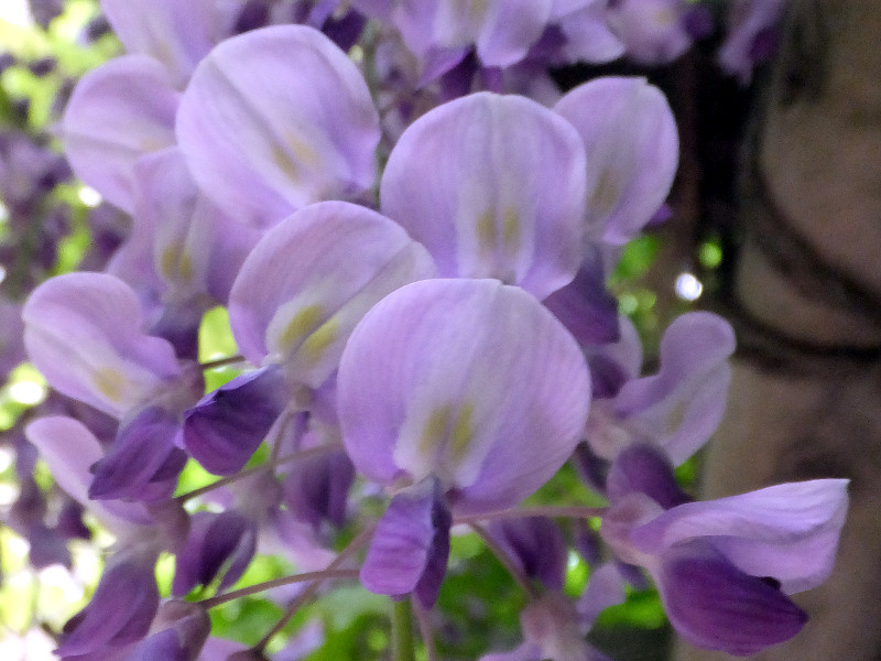 Japanese wisteria