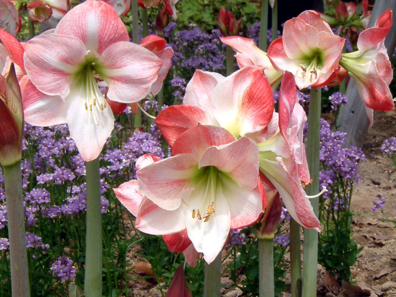 アマリリス Hippeastrum Hybridum かぎけん花図鑑