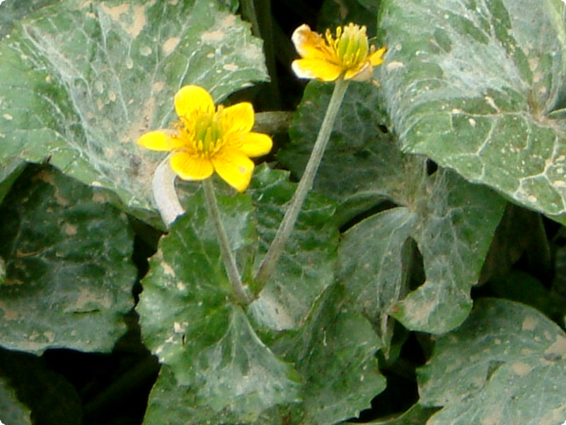 Caltha palustris var. enkoso