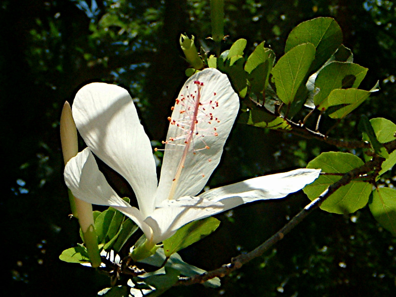 Hibiscus arnottianus