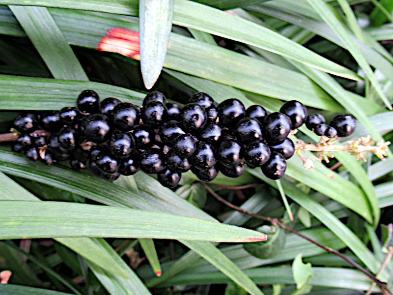 Liriope muscari