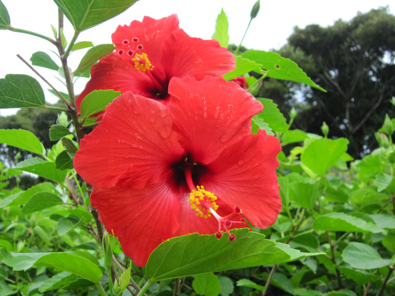 Hibiscus 